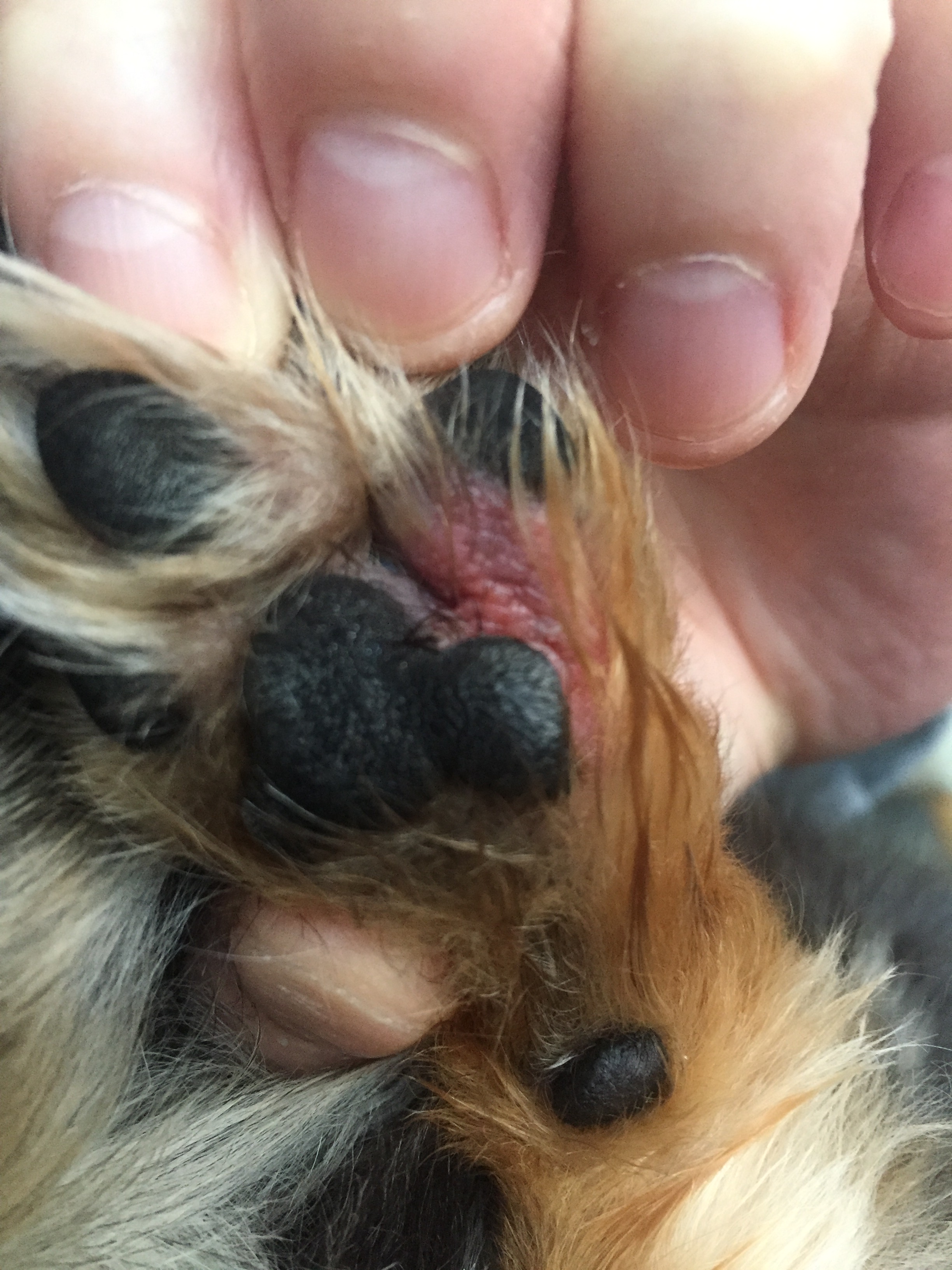 犬の肉球の間が赤い 足の裏をよく舐めるのはなぜ 爪の付け根が腫れてる ２年間の軌跡と２０１９年現在の状況 チワワと一緒にいつまでも