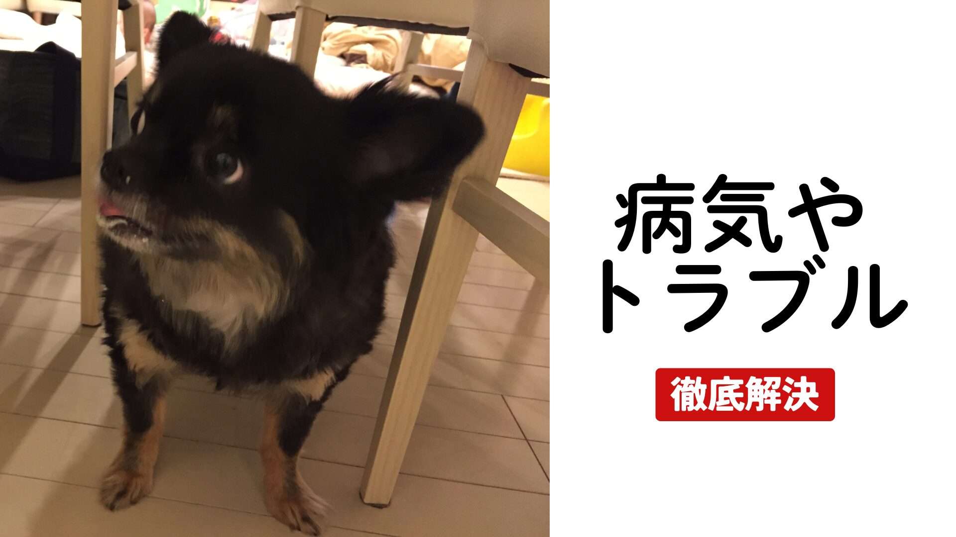 チワワと一緒にいつまでも｜ペット保険とドッグフード、犬のトラブル解決まで