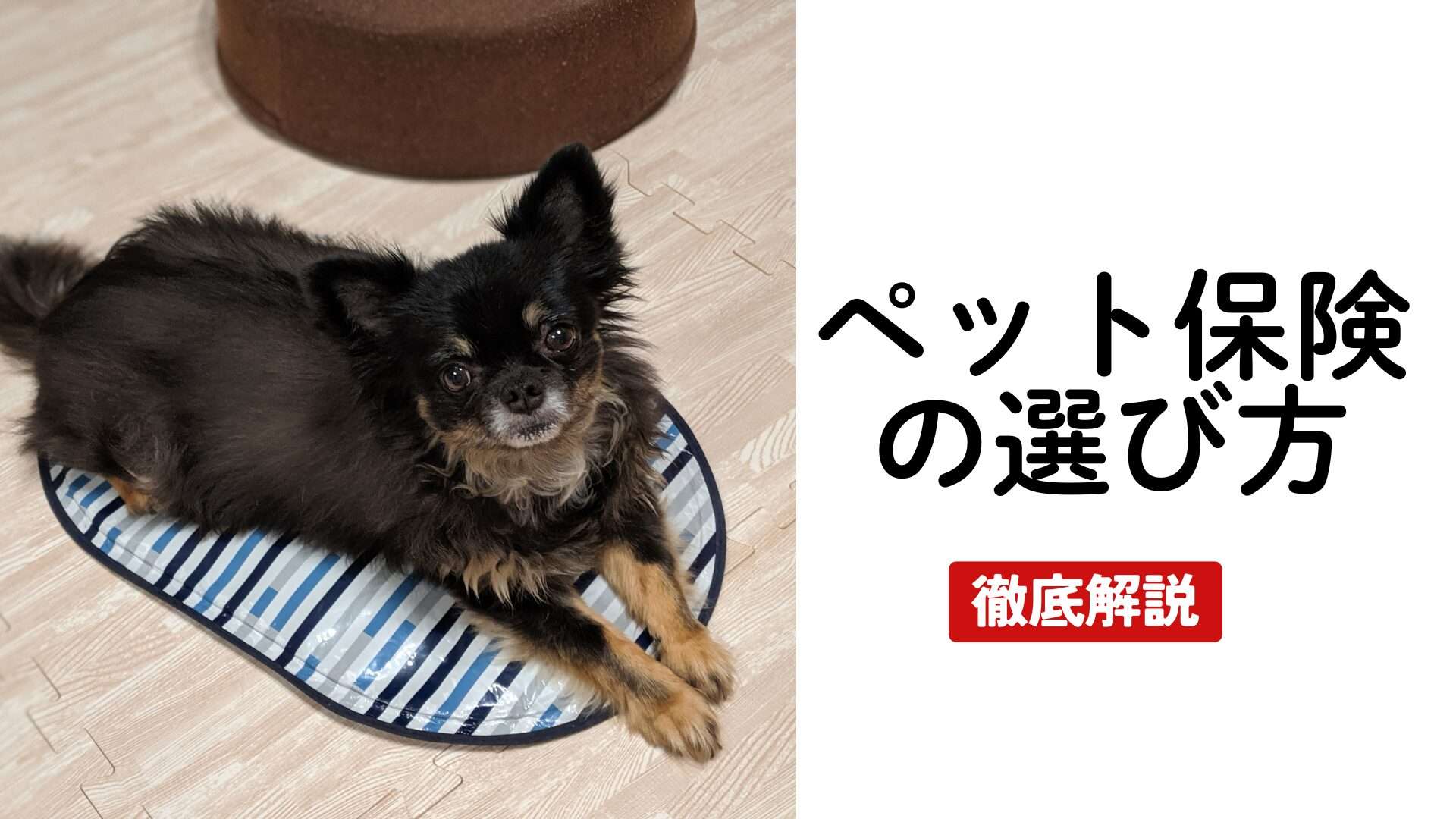 ペット保険の選び方完全ガイド